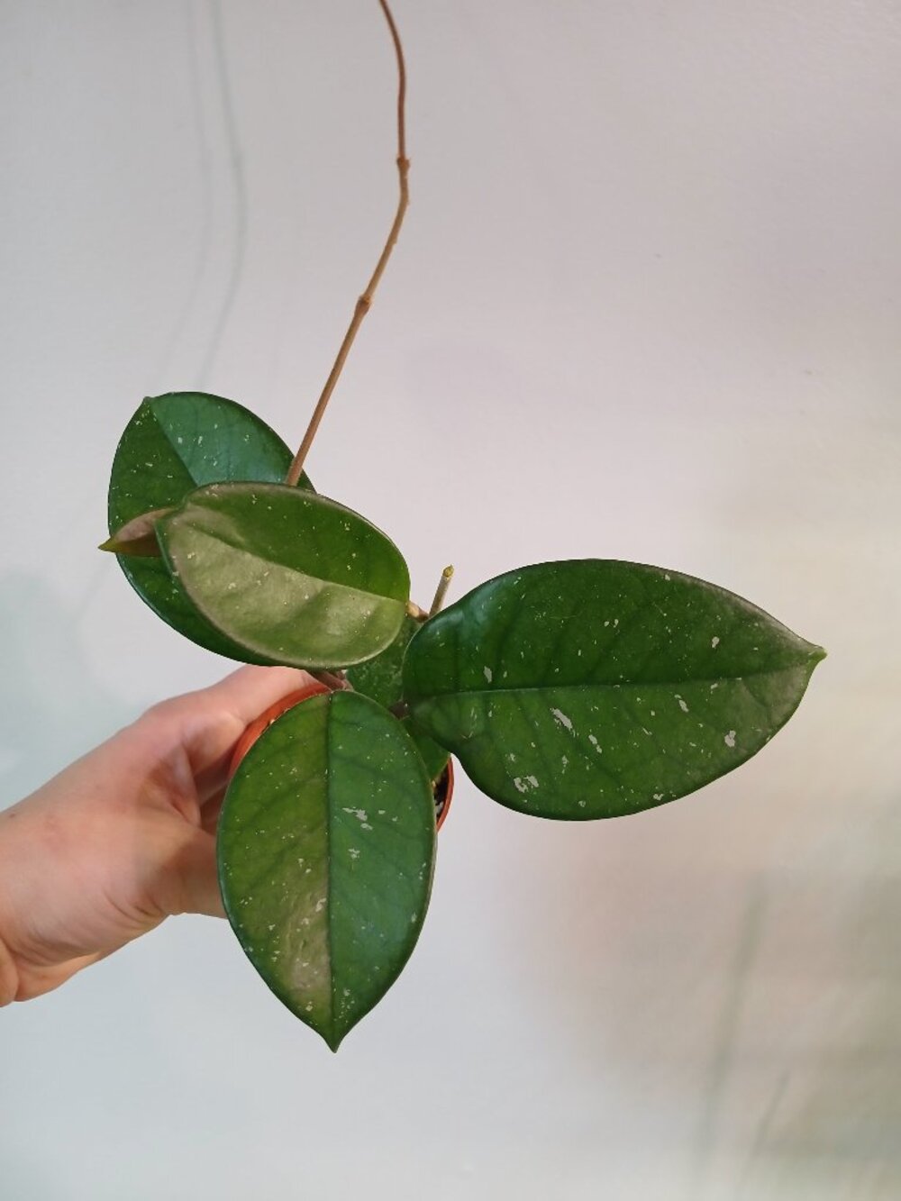 Hoya No ID, Lost Tag